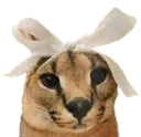 cutefloppa