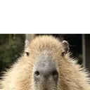capy