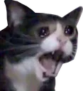 cryingcat