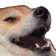 dogkek2