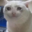 sadcat