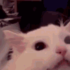 ONepikscream