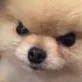 dogu