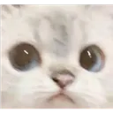 SN_CatWhat_gg_qdh
