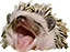 hedgepog Discord Emoji