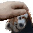 9043redpandapet Discord Emoji