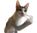 CatMiddleFinger