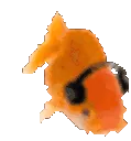 fishvibing
