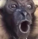 monkepog