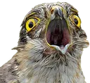 SparrowhawkAAAA
