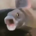 fishpog
