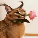 handsomeflop