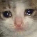 SadCat