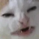 CatFat