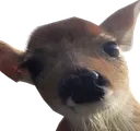 fawnstare fawnstare