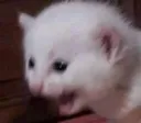 catscreams