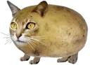 8506_chilipizdrik