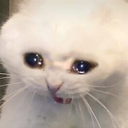 catcry Discord emoji