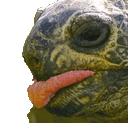 tortongue Discord emoji