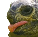 tortongue