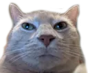 INTJstare