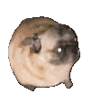 BE_doggodance