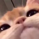 cat_catcat