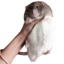 chonk_grab chonk_grab