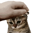 CH_SadCatPat