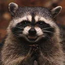 raccoonEvil