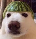 doggo