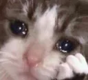 KittyTearjerk Discord Emoji