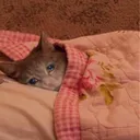 Its3amandimcryingmyselftosleep Discord Emoji