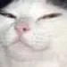 smugboi