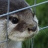 sad_otter_fence Discord emoji