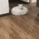 SlidingCat