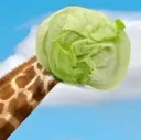 lettucegiraffe