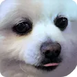 chenzhBlep