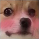 blushpuppy