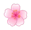 yCherryBlossomFlower