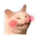 blushcat
