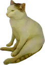 cheemcat