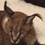 floppa_yawn