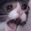 CH_crying_cat Discord emoji