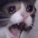 Crying Cat crying_cat Discord Emoji