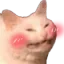 cat_blush