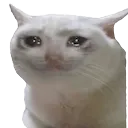 catcry Discord Emoji