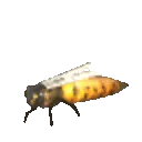 queenbee queenbee