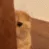 Cute_cattie_peek