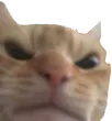 AngryCat